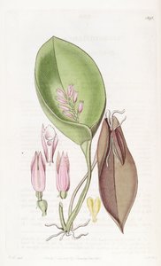 Acianthera prolifera (مثل syn. Pleurothallis prolifera) بواسطة واتس